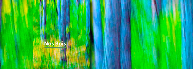 Couverture brochure avec une photo : forêt en bleu et verte